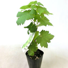 画像をギャラリービューアに読み込む, 【予約商品:6/14発送以降】ブドウ 苗 3種ポットセット (巨峰&ピオーネ&シャインマスカット)