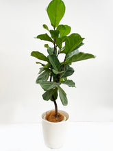 画像をギャラリービューアに読み込む, 【一点物】カシワバゴム 7号 沖縄の観葉植物 高さ 約128cm No.111