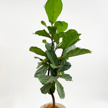 画像をギャラリービューアに読み込む, 【一点物】カシワバゴム 7号 沖縄の観葉植物 高さ 約128cm No.111