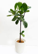 画像をギャラリービューアに読み込む, 【一点物】カシワバゴム 8号 沖縄の観葉植物 高さ 約116cm No.112