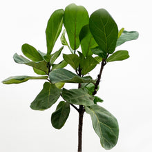 画像をギャラリービューアに読み込む, 【一点物】カシワバゴム 8号 沖縄の観葉植物 高さ 約116cm No.112