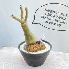 画像をギャラリービューアに読み込む, 【限定100個】アデニウム 抜き苗(裸株)