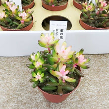 画像をギャラリービューアに読み込む, 【予約商品:5/26発送】虹の花 多肉植物  2.5号 2ポットセット