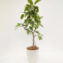 画像をギャラリービューアに読み込む, 【一点物】フィカス・アルテシーマ 8号 沖縄観葉 高さ 約130cm No.123