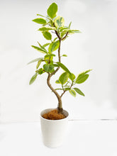 画像をギャラリービューアに読み込む, 【一点物】フィカス・アルテシーマ 8号 沖縄観葉 高さ 約126cm No.125