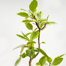 画像をギャラリービューアに読み込む, 【一点物】フィカス・アルテシーマ 8号 沖縄観葉 高さ 約126cm No.125