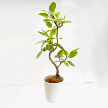 画像をギャラリービューアに読み込む, 【一点物】フィカス・アルテシーマ 8号 沖縄観葉 高さ 約126cm No.125