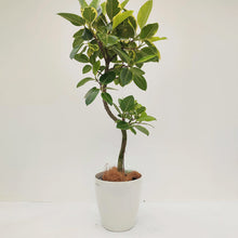画像をギャラリービューアに読み込む, 【一点物】フィカス・アルテシーマ 8号 沖縄観葉 高さ 約130cm No.126