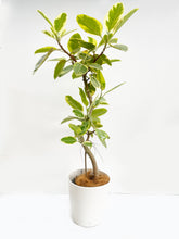 画像をギャラリービューアに読み込む, 【一点物】フィカス・アルテシーマ 8号 沖縄観葉 高さ 約135cm No.129