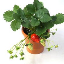 画像をギャラリービューアに読み込む, 【予約商品:1/19発送】イチゴ苗 実付き 5号