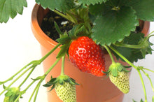 画像をギャラリービューアに読み込む, 【予約商品:1/19発送】イチゴ苗 実付き 5号