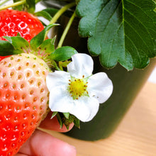 画像をギャラリービューアに読み込む, 【予約商品:1/19発送】イチゴ苗 実付き 5号