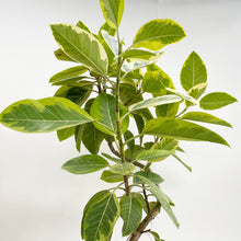 画像をギャラリービューアに読み込む, 【一点物】フィカス・アルテシーマ 8号 沖縄観葉 高さ 約140cm No.131