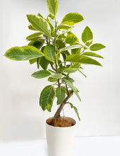 画像をギャラリービューアに読み込む, 【一点物】フィカス・アルテシーマ 8号 沖縄観葉 高さ 約140cm No.131