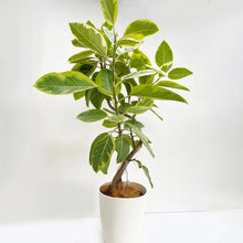 画像をギャラリービューアに読み込む, 【一点物】フィカス・アルテシーマ 8号 沖縄観葉 高さ 約140cm No.131