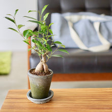 画像をギャラリービューアに読み込む, ガジュマル 4号 室内におすすめ 観葉植物