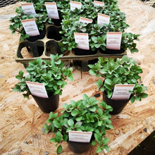 画像をギャラリービューアに読み込む, 【予約商品:1/27発送】オレガノ・ヘレンハウゼン ハーブ苗 3ポットセット