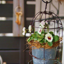 画像をギャラリービューアに読み込む, 【予約商品:11/9まで】ビオラ・雪うさぎ(ユキウサギ) 花苗 3ポットセット