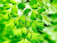 画像をギャラリービューアに読み込む, アジアンタム・フラグランス 5号 鉢カバー「Re:af®」セット