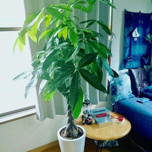 画像をギャラリービューアに読み込む, パキラ ねじり 7号 室内におすすめ 観葉植物