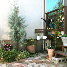 画像をギャラリービューアに読み込む, 【販売期間:11月30日まで】クプレッサス・アリゾニカ ブルーアイス(コニファー) 7号