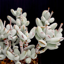 画像をギャラリービューアに読み込む, コチレドン・フクダルマ〈3ポットセット〉