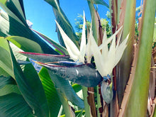 画像をギャラリービューアに読み込む, ストレリチア・オーガスタ 7号 鉢カバー「Re:af®」セット