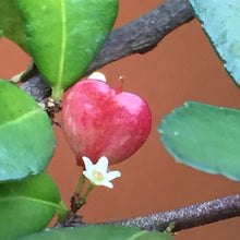 画像をギャラリービューアに読み込む, 【ハートが実る奇跡の木】ハートツリー(ハリツルマサキ) 8号