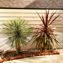 画像をギャラリービューアに読み込む, コルジリネ・レッドスター 6号