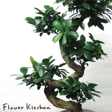 画像をギャラリービューアに読み込む, 【ギフトにもおすすめ】ガジュマル 曲がり 8号 1鉢