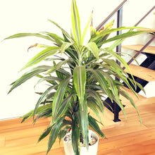 画像をギャラリービューアに読み込む, ドラセナ・レモンライム 4号 鉢カバー「Re:af®」セット