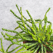 画像をギャラリービューアに読み込む, 【予約商品:12/16以降発送】ユーフォルビア・フラナガニー (孔雀丸) 吊鉢 5号