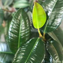 画像をギャラリービューアに読み込む, 【販売期間:3月19日まで】フィカス・ロクスブ(ゴムの木) 5号 1鉢