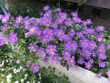 画像をギャラリービューアに読み込む, 【販売期間:3月1日まで】ブラキカム ブラスコバイオレット 3ポットセット