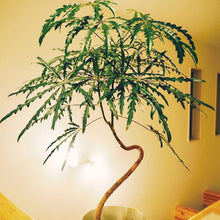 画像をギャラリービューアに読み込む, グリーンアラレア 5号 おしゃれなシンボルツリー