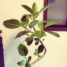 画像をギャラリービューアに読み込む, フィカス・アルテシーマ 8号