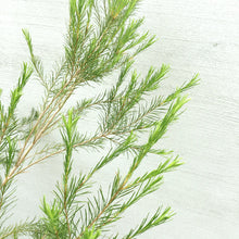 画像をギャラリービューアに読み込む, 【予約商品:10/28発送】メラレウカ(ティーツリー) 4号 3種3ポットセット