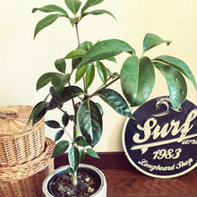 画像をギャラリービューアに読み込む, ツピタンサス・カリプトラツス 8号