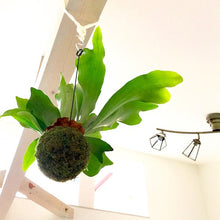 画像をギャラリービューアに読み込む, 【販売期間:2月11日まで】ビカクシダ・ネザーランド(コウモリラン) 苔玉仕立て 3.5号