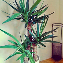 画像をギャラリービューアに読み込む, ユッカ・エレファンティペス(青年の木) 7号 鉢カバー「Re:af®」セット