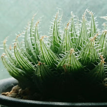 画像をギャラリービューアに読み込む, ハオルチア・ブラックベルディアナJDV94-60 2.5号