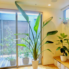 画像をギャラリービューアに読み込む, ストレリチア・オーガスタ 7号 鉢カバー「Re:af®」セット