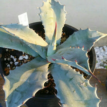 画像をギャラリービューアに読み込む, アガベ・スカポサ 5号 1ポット