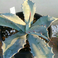 画像をギャラリービューアに読み込む, アガベ・スカポサ 3.5号