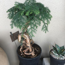 画像をギャラリービューアに読み込む, アロカリア 7号