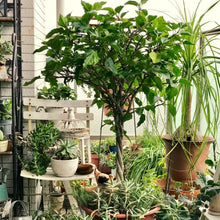 画像をギャラリービューアに読み込む, 【予約商品:6/7発送】日替わりハイビスカス(3色植えスタンダード仕立て) 6号