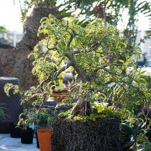 画像をギャラリービューアに読み込む, 【予約商品:2/16発送】苔玉 天皇梅(テンノウメ/イソザンショウ) 4.5号