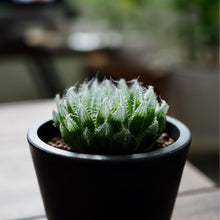 画像をギャラリービューアに読み込む, ハオルチア・ブラックベルディアナJDV94-60 2.5号