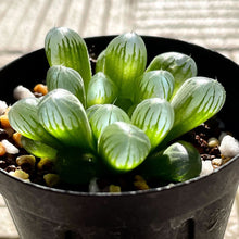 画像をギャラリービューアに読み込む, ハオルチア・クーペリー”ピリフェラ”(MG3841.43) 2号