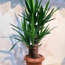 画像をギャラリービューアに読み込む, ユッカ・エレファンティペス(青年の木) 7号 鉢カバー「Re:af®」セット